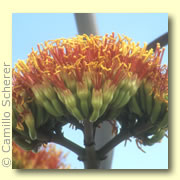 Photo of Agave