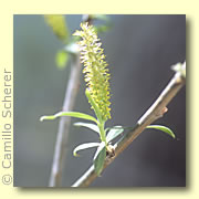 Photo of Arroyo Willow