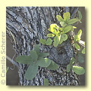 Photo of Arizona White Oak