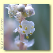 Photo of Bear Grass