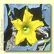Photo of Buffalo Gourd