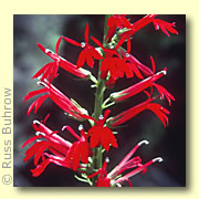 Photo of Cardinal Flower