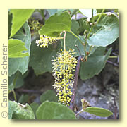 Photo of Canyon Grapevine