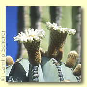 Photo of Cardon Cactus
