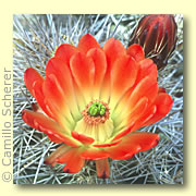 Photo of Claret Cup Hedgehog Cactus