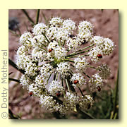 Photo of Cow Parsnip