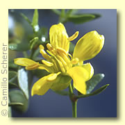 Photo of Creosote Bush