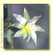 Photo of Desert Christmas Cholla Cactus