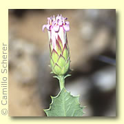 Photo of Desert Holly