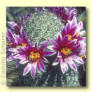 Photo of Fishhook Cactus