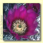 Photo of Hedgehog Cactus