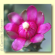 Photo of Jumping Cholla Cactus