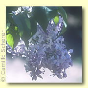 Photo of Lilac