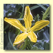 Photo of Melon Loco