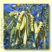 Photo of Mesquite
