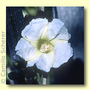 Photo of Morning Glory Tree