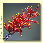 Photo of  Ocotillo