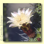 Photo of Organ Pipe Cactus