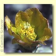 Photo of Pencil Cholla Cactus