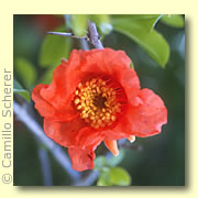 Photo of Pomegranate