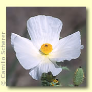 Photo of Prickle Poppy