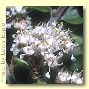 Photo of Red Root