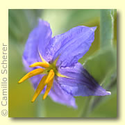 Photo of Silverleaf Nightshade