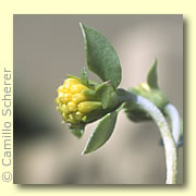 Photo of Tarbush