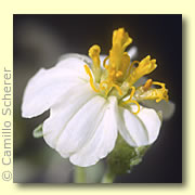 Photo of White Desert Zinnia